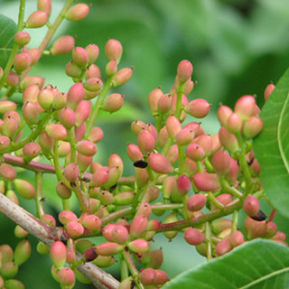 pistacia terebinthus